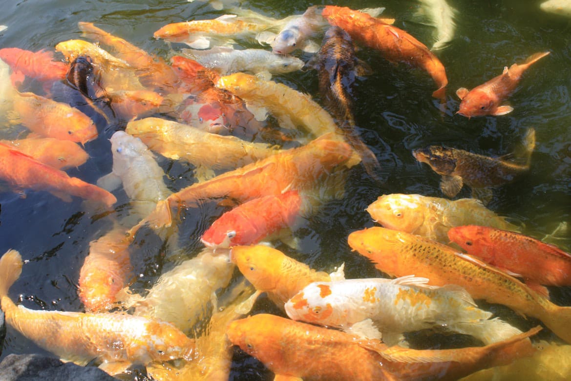 The Perfect Feeding Schedule: How Often to Feed Your Goldfish