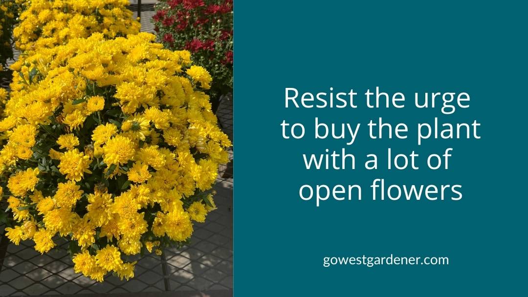 How to Select Flowers That Last the Longest